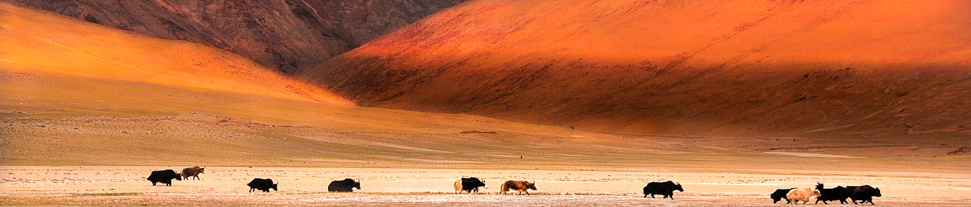 Travel Company in Katra